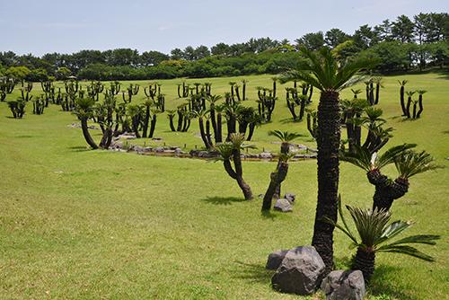 霧島錦江湾国立公園の植物-0