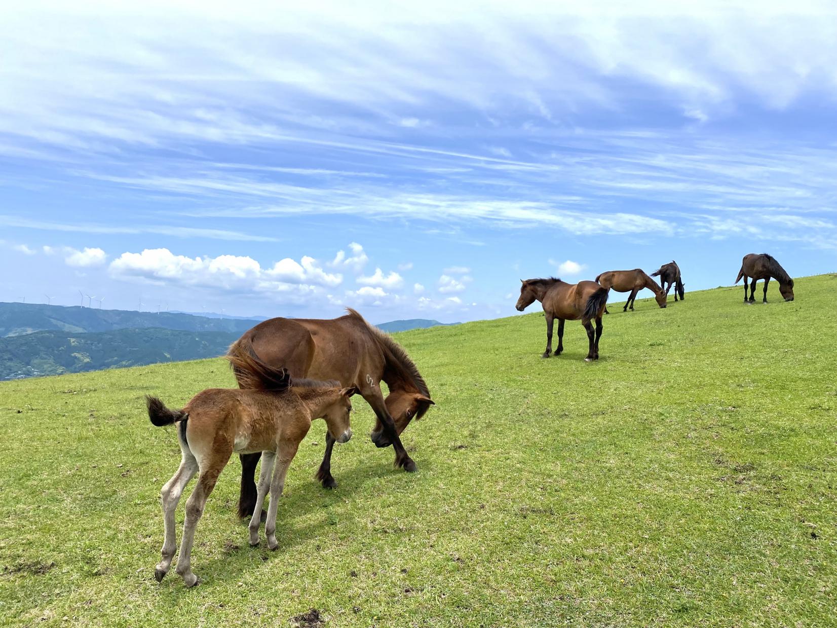 Cape Toi, a paradise for horses with a view of the wide open Hyuga-Nada Sea(Kushima City)-0