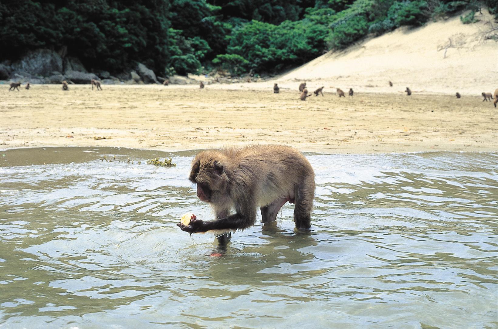 Kojima Island, home of the potato washing monkeys (Kushima City)-0