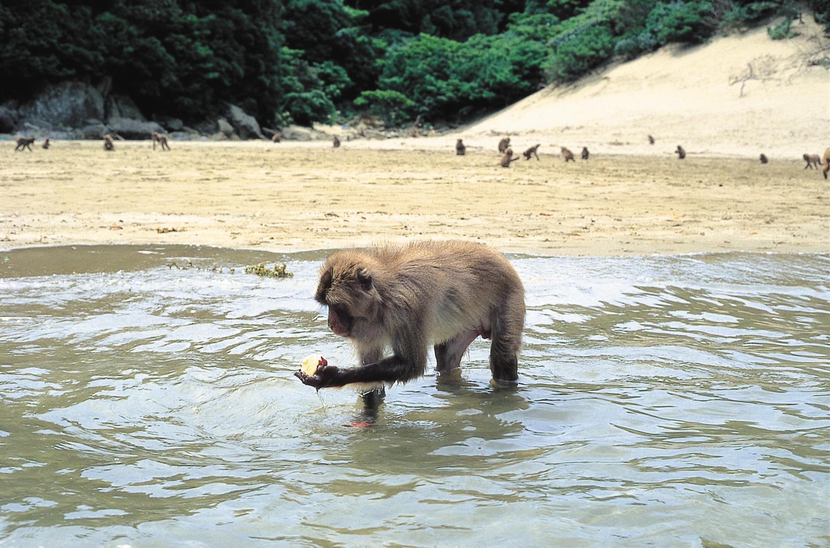 芋を洗って食べるサルが住む「幸島」-0