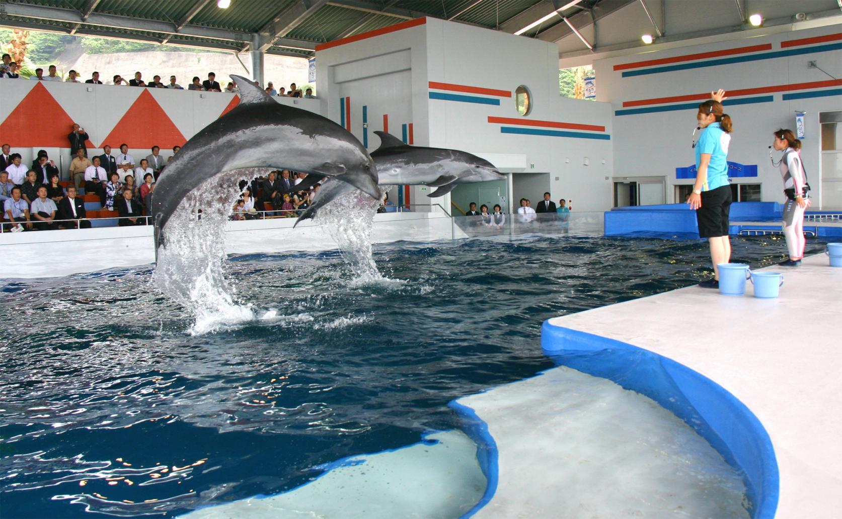 Shibushi Bay Daikoku Dolphin Land, an interactive theme park
(Kushima City)-0