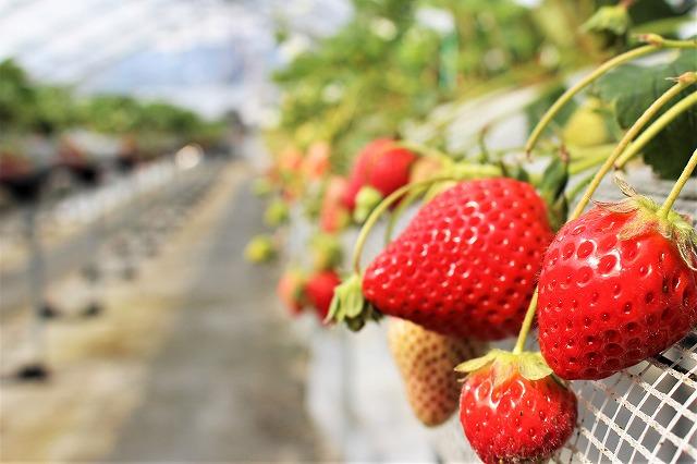 【いちご】川原いちご農園（延岡市）-0