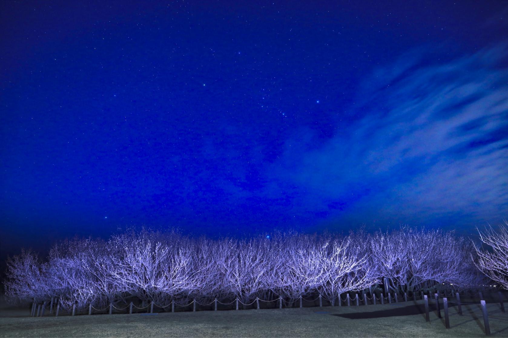 The three leading plum gardens in Miyazaki Prefecture-Yunomiya Zaronbai (Shintomi Town)-6
