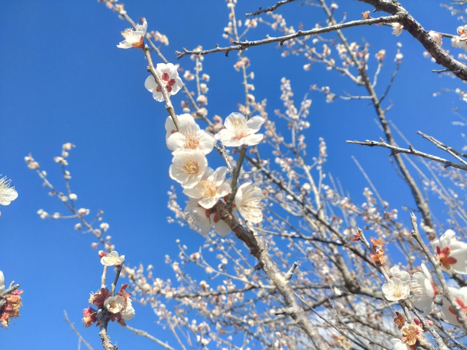The three leading plum gardens in Miyazaki Prefecture-Yunomiya Zaronbai (Shintomi Town)-0