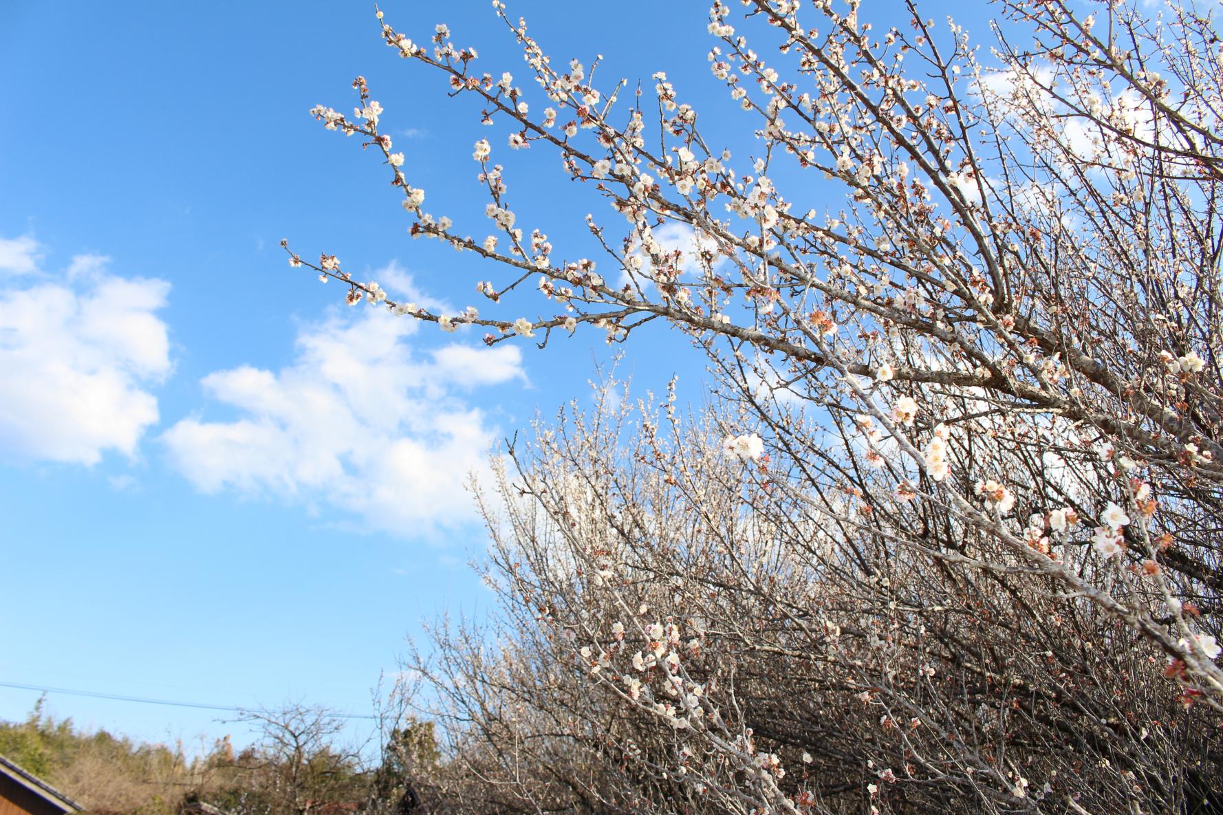 The three leading plum gardens in Miyazaki Prefecture-Yunomiya Zaronbai (Shintomi Town)-3
