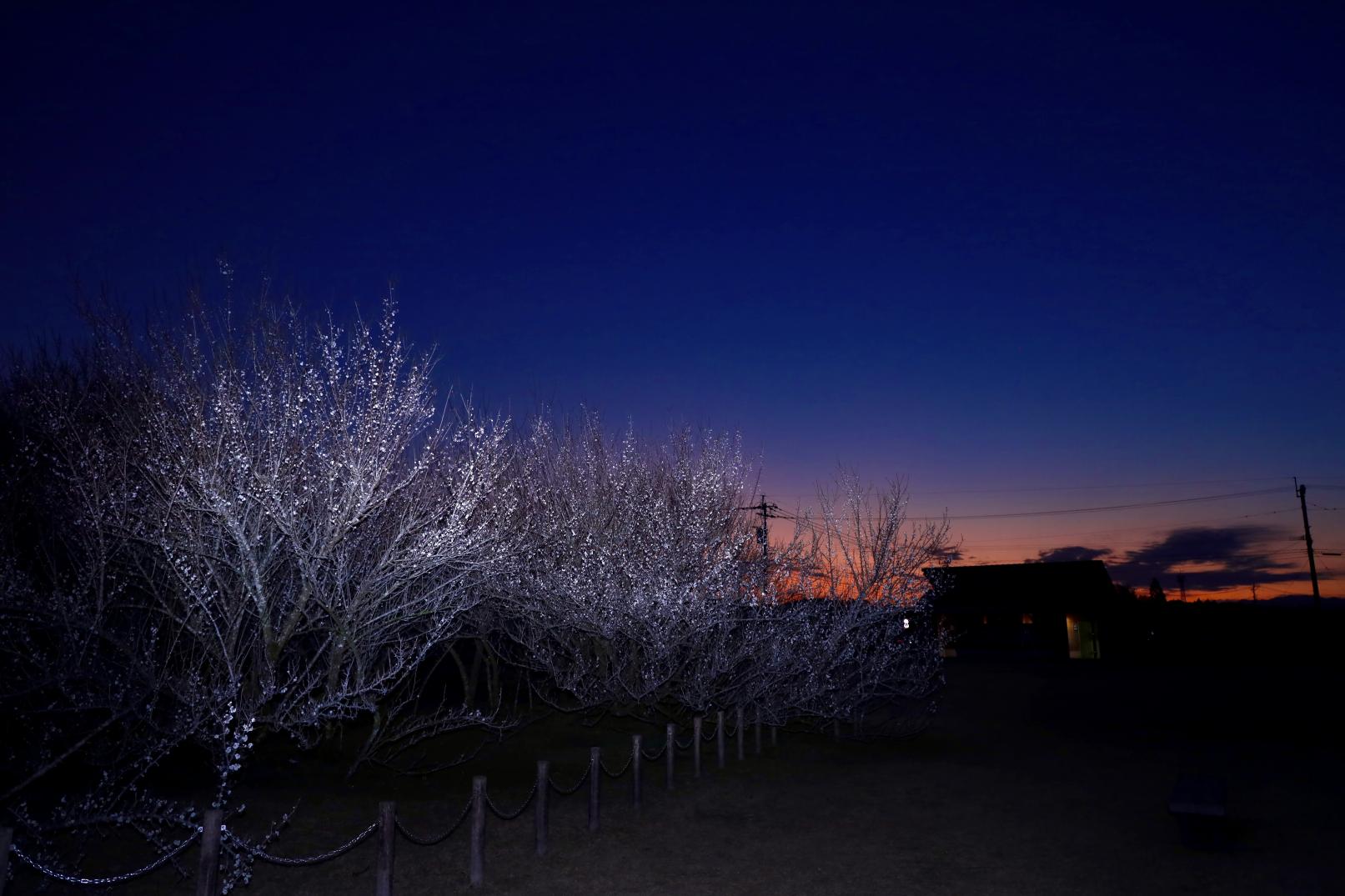 The three leading plum gardens in Miyazaki Prefecture-Yunomiya Zaronbai (Shintomi Town)-7