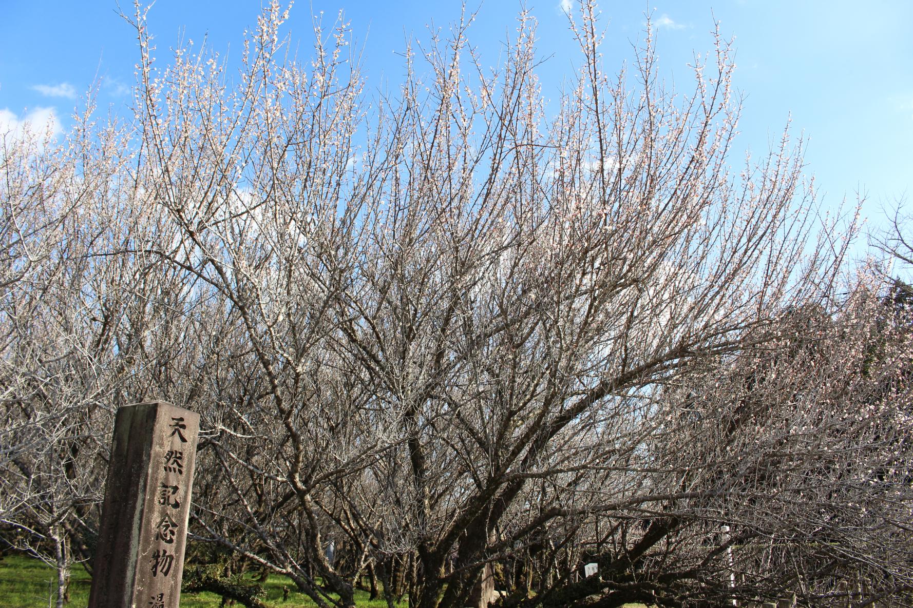 宮崎の県下三梅と称される梅園「湯之宮の座論梅」-2