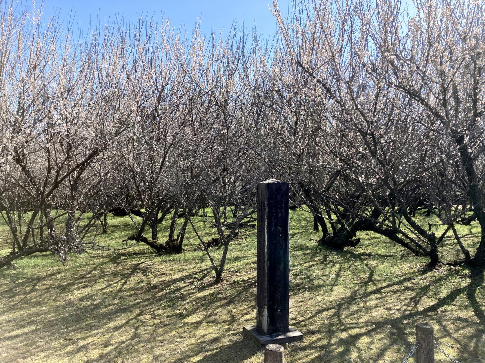 The three leading plum gardens in Miyazaki Prefecture-Yunomiya Zaronbai (Shintomi Town)-8