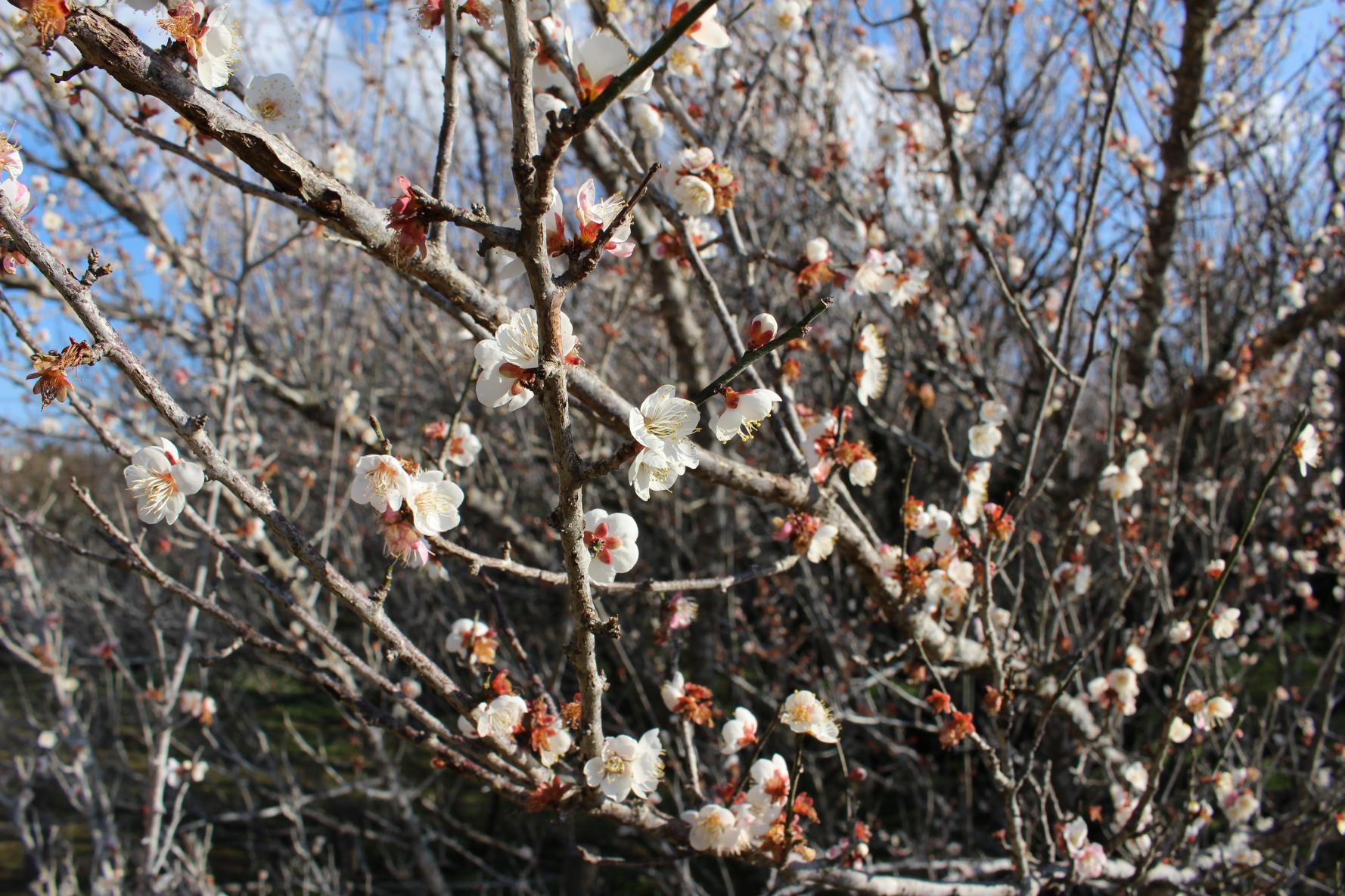 The three leading plum gardens in Miyazaki Prefecture-Yunomiya Zaronbai (Shintomi Town)-4