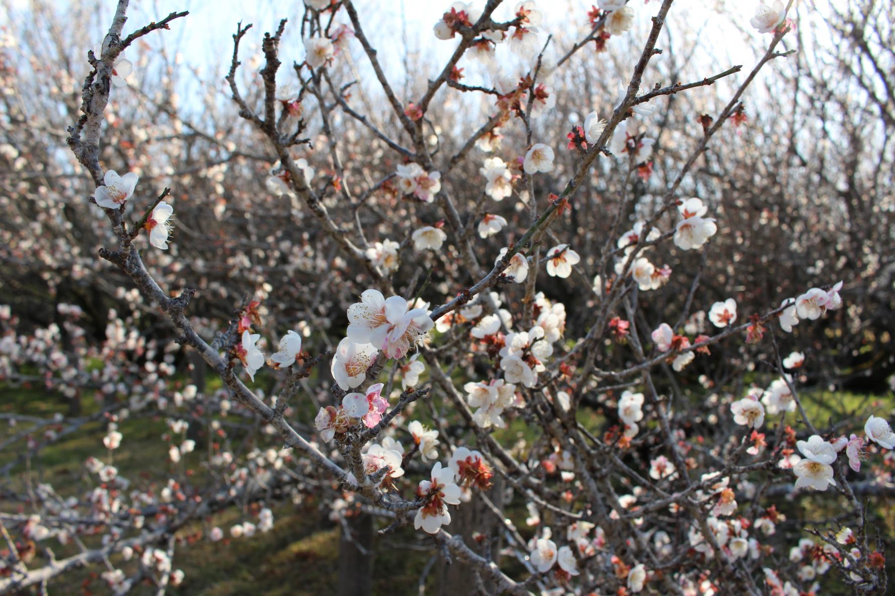 The three leading plum gardens in Miyazaki Prefecture-Yunomiya Zaronbai (Shintomi Town)-1