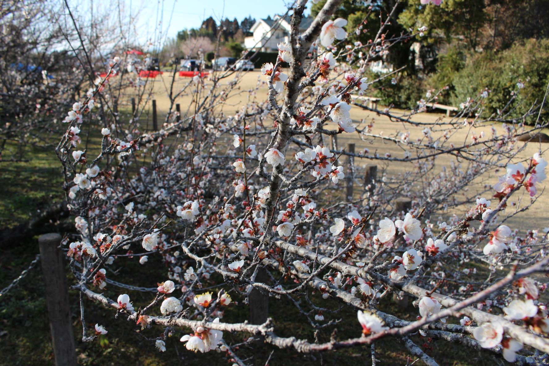 The three leading plum gardens in Miyazaki Prefecture-Yunomiya Zaronbai (Shintomi Town)-5