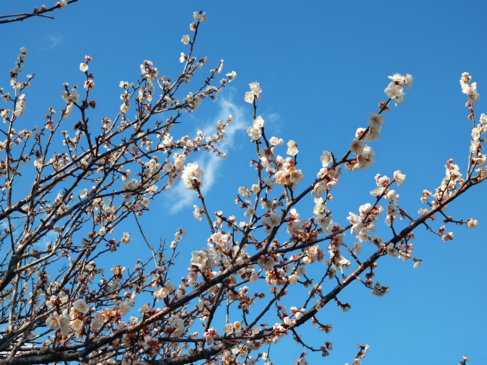 The three leading plum gardens in Miyazaki Prefecture-Tenryubai (Kawaminami Town)-4