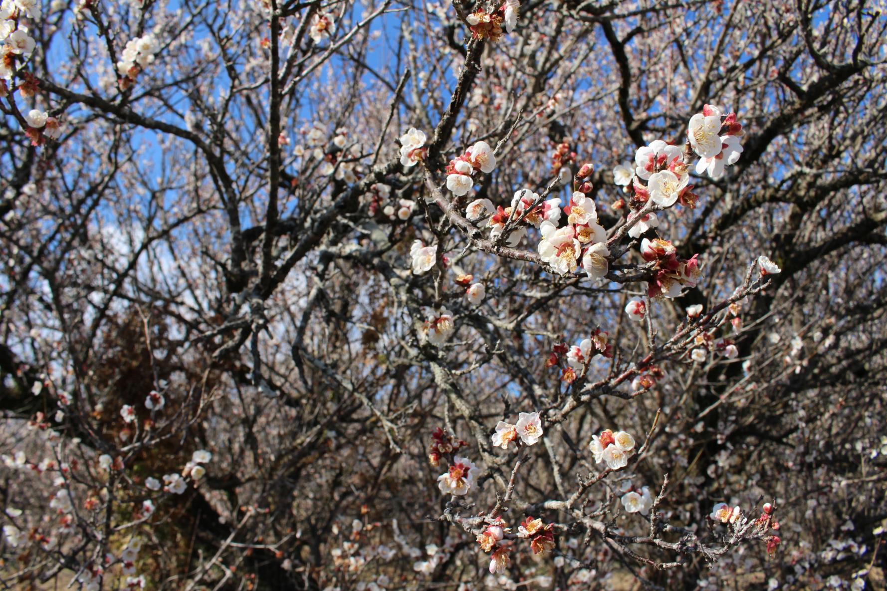 The three leading plum gardens in Miyazaki Prefecture-Tenryubai (Kawaminami Town)-8