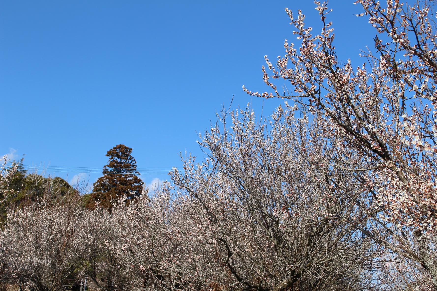 The three leading plum gardens in Miyazaki Prefecture-Tenryubai (Kawaminami Town)-5