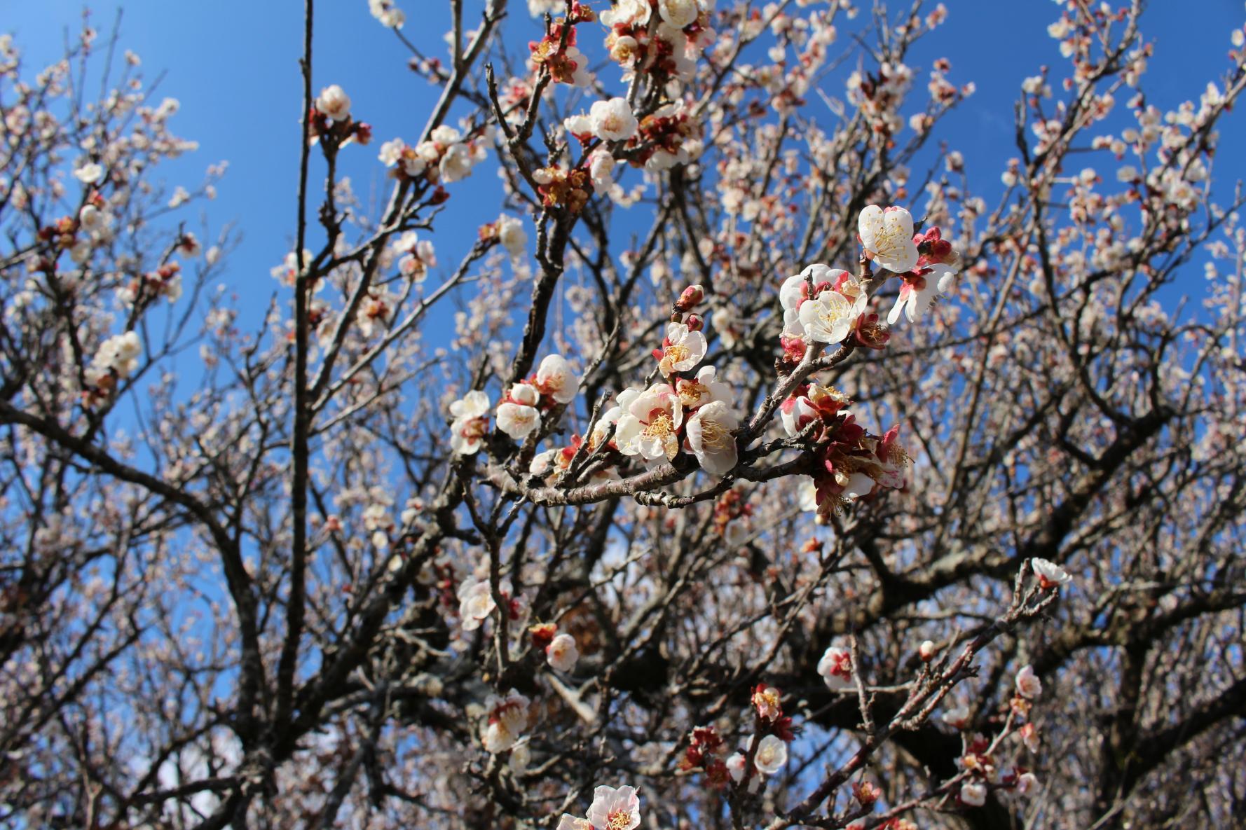 The three leading plum gardens in Miyazaki Prefecture-Tenryubai (Kawaminami Town)-2