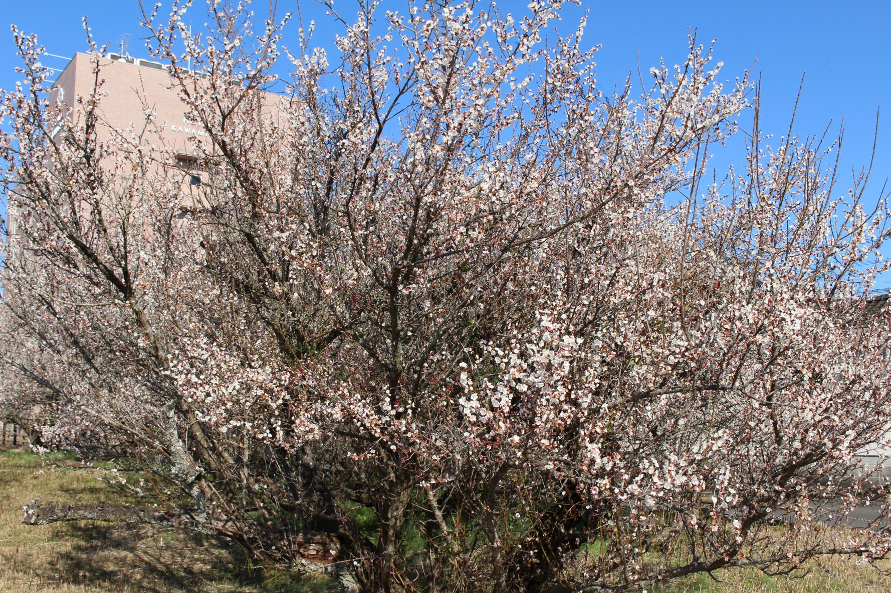 The three leading plum gardens in Miyazaki Prefecture-Tenryubai (Kawaminami Town)-1
