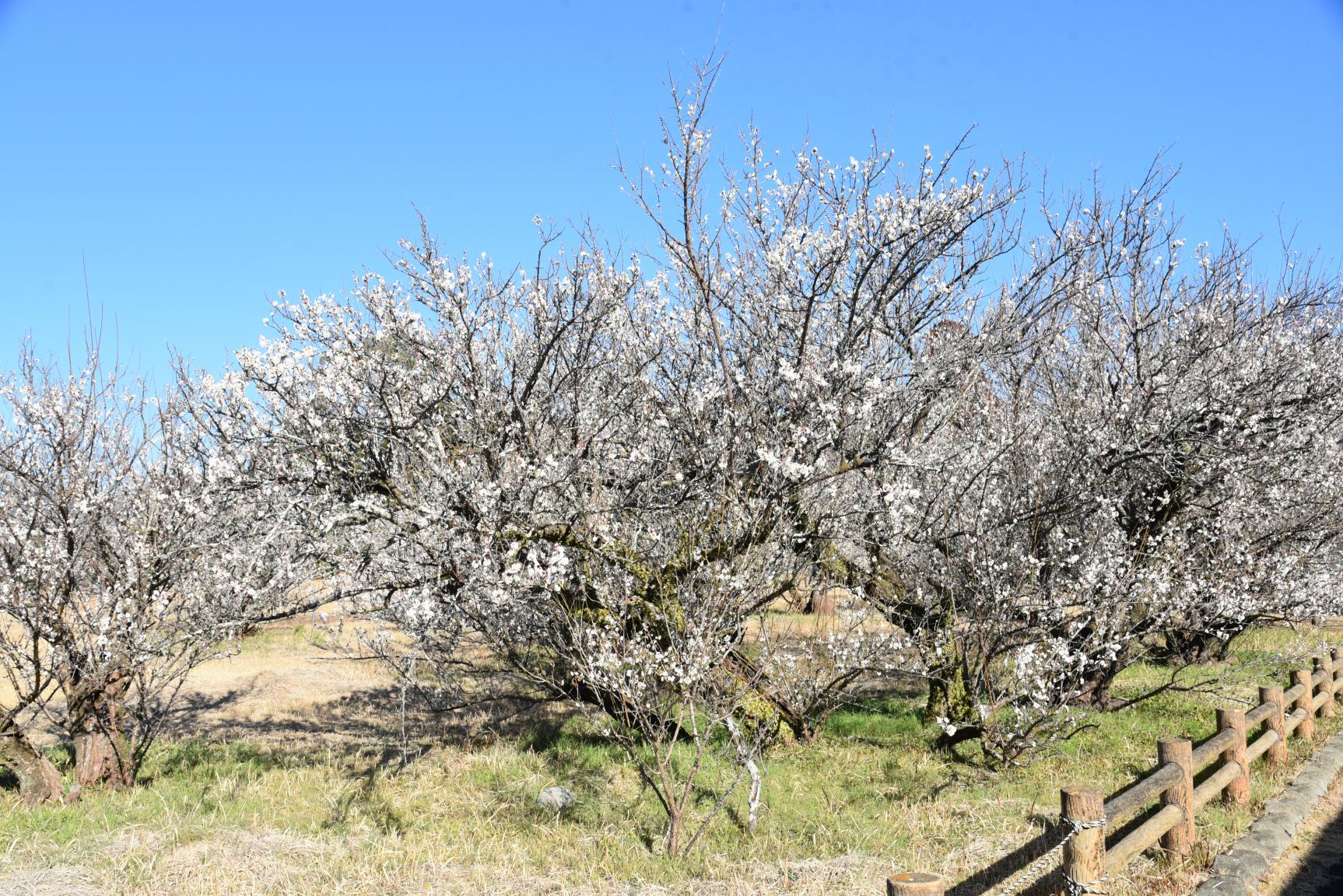 The three leading plum gardens in Miyazaki Prefecture-Tenryubai (Kawaminami Town)-9
