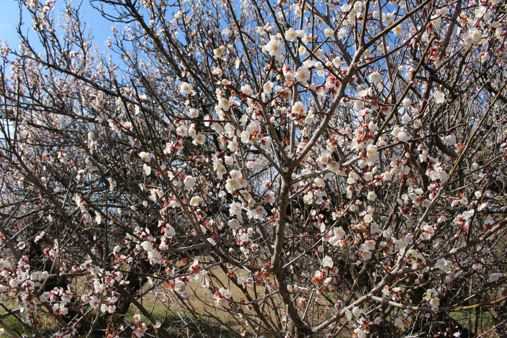 The three leading plum gardens in Miyazaki Prefecture-Tenryubai (Kawaminami Town)-0