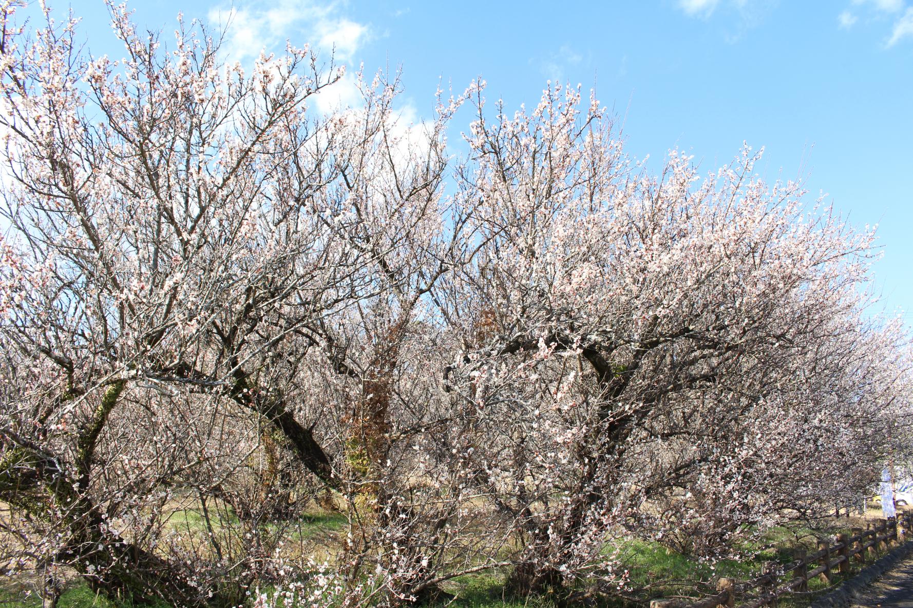 The three leading plum gardens in Miyazaki Prefecture-Tenryubai (Kawaminami Town)-3