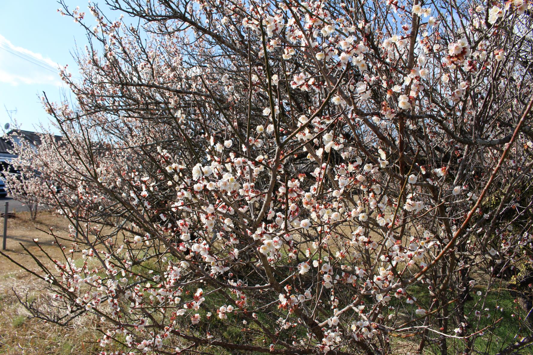 The three leading plum gardens in Miyazaki Prefecture-Tenryubai (Kawaminami Town)-6