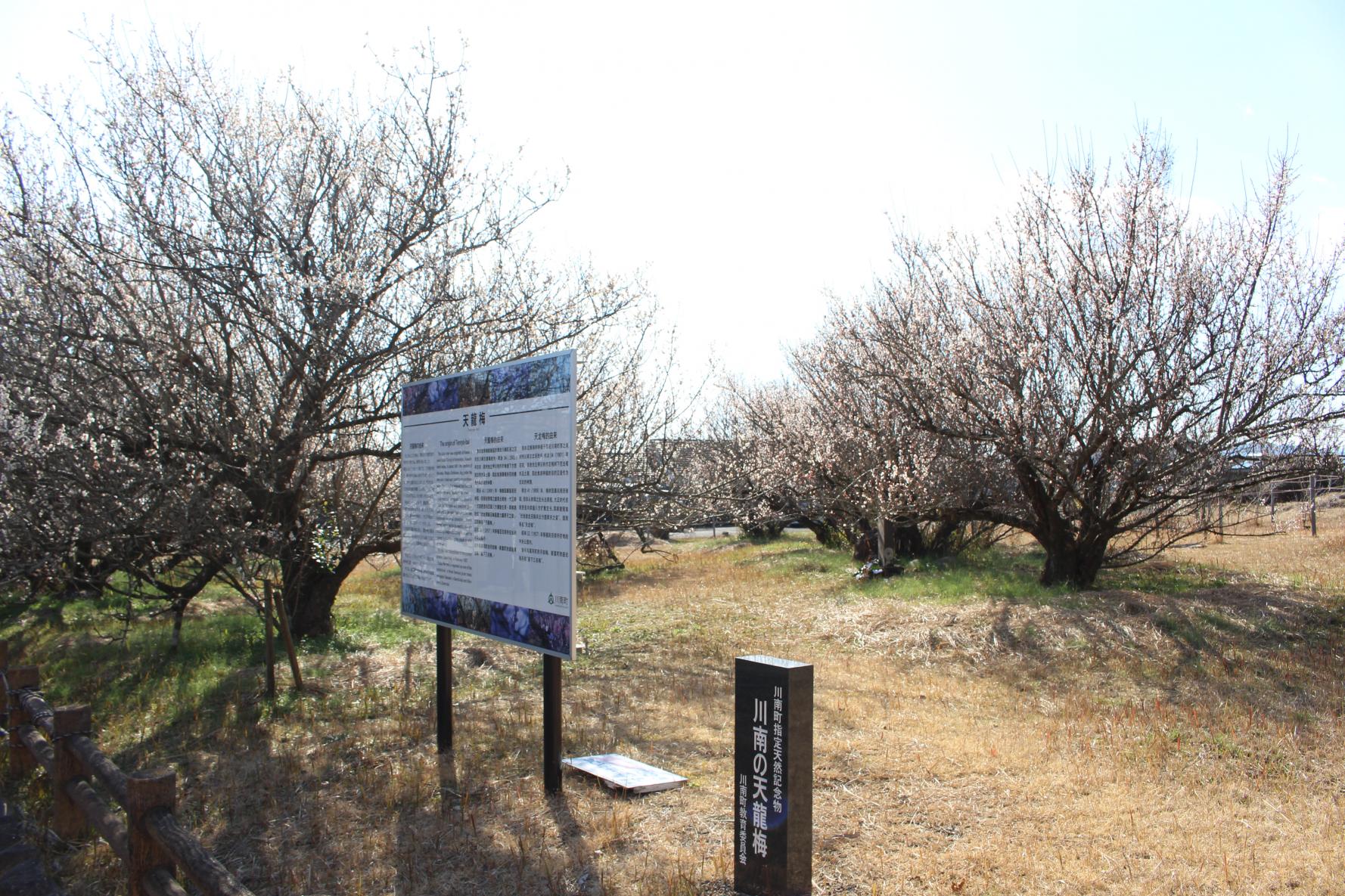 宮崎の県下三梅と称される梅園「天龍梅」-7