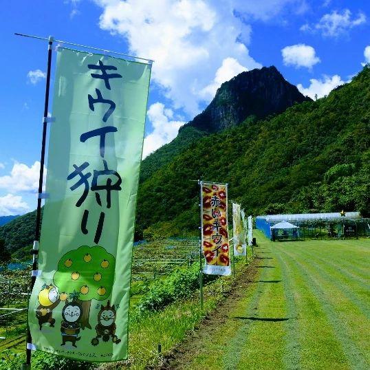 【キウイ・ぶどう】むかばき果樹園（延岡市）-3