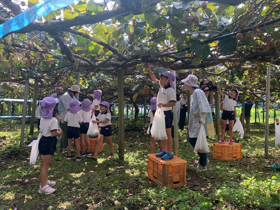 【キウイ】関之尾緑の村観光農園（都城市）-1