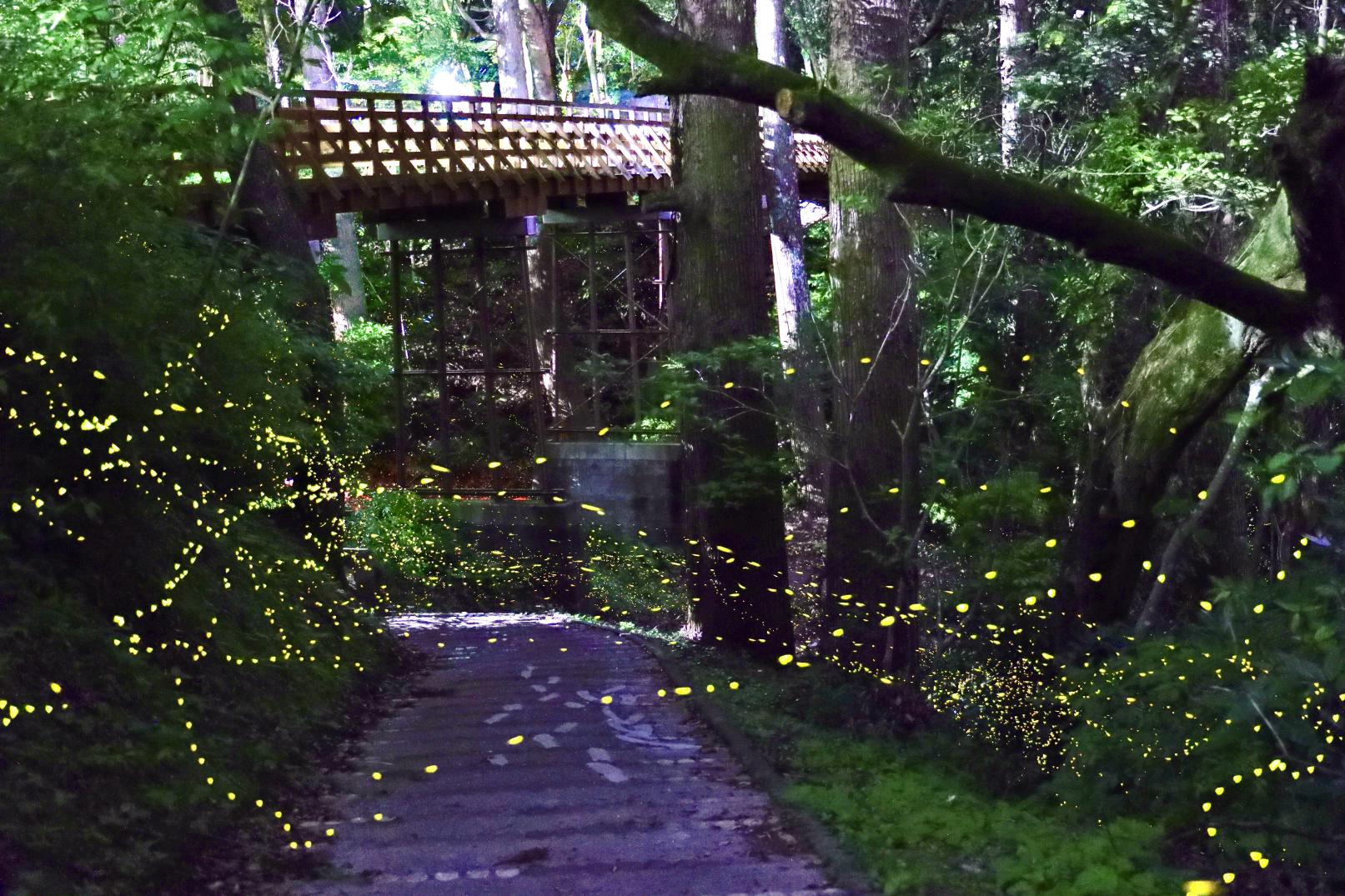 【中部エリア】県立平和台公園 せせらぎ水路（宮崎市）-2