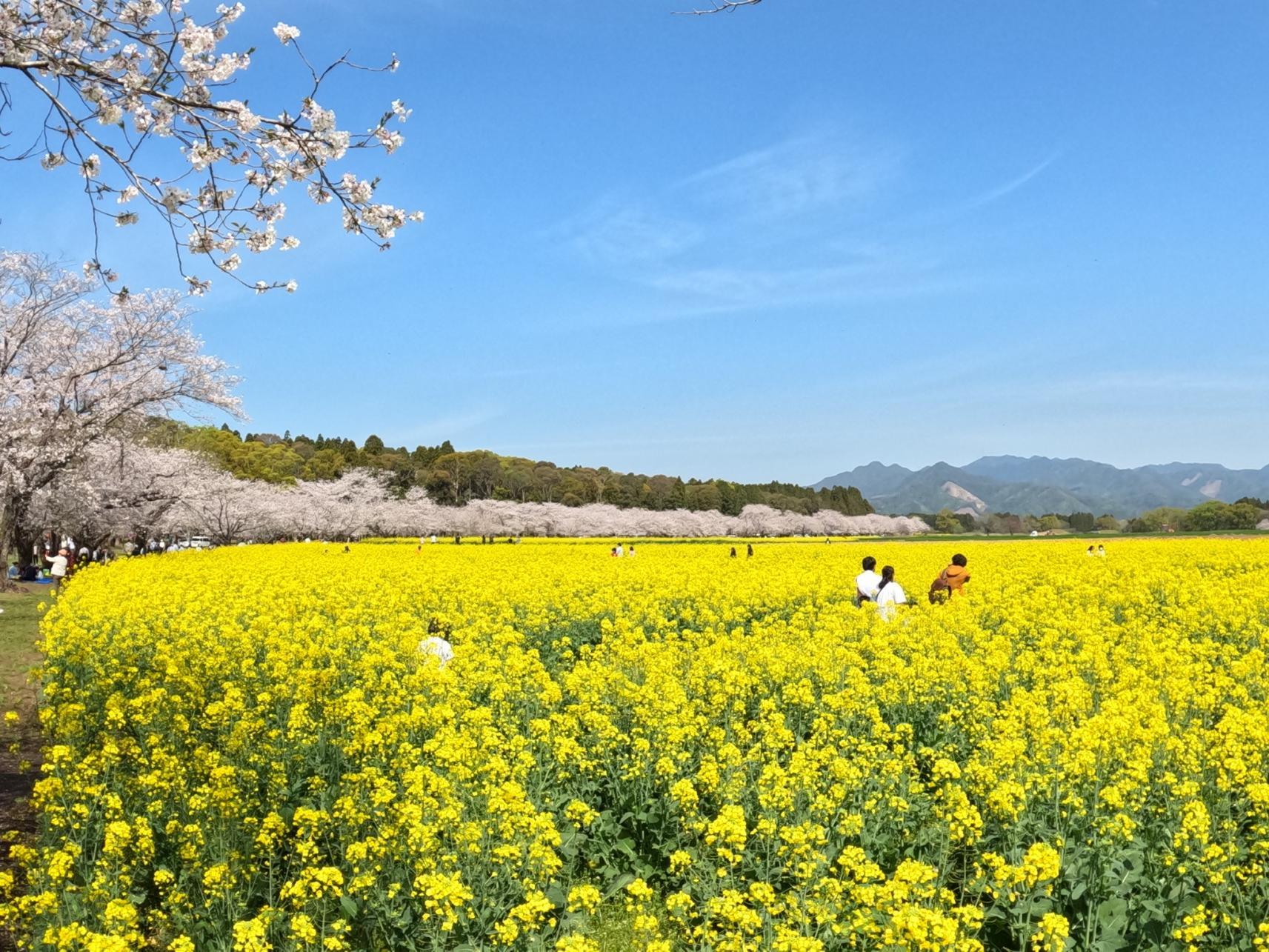 菜の花-0