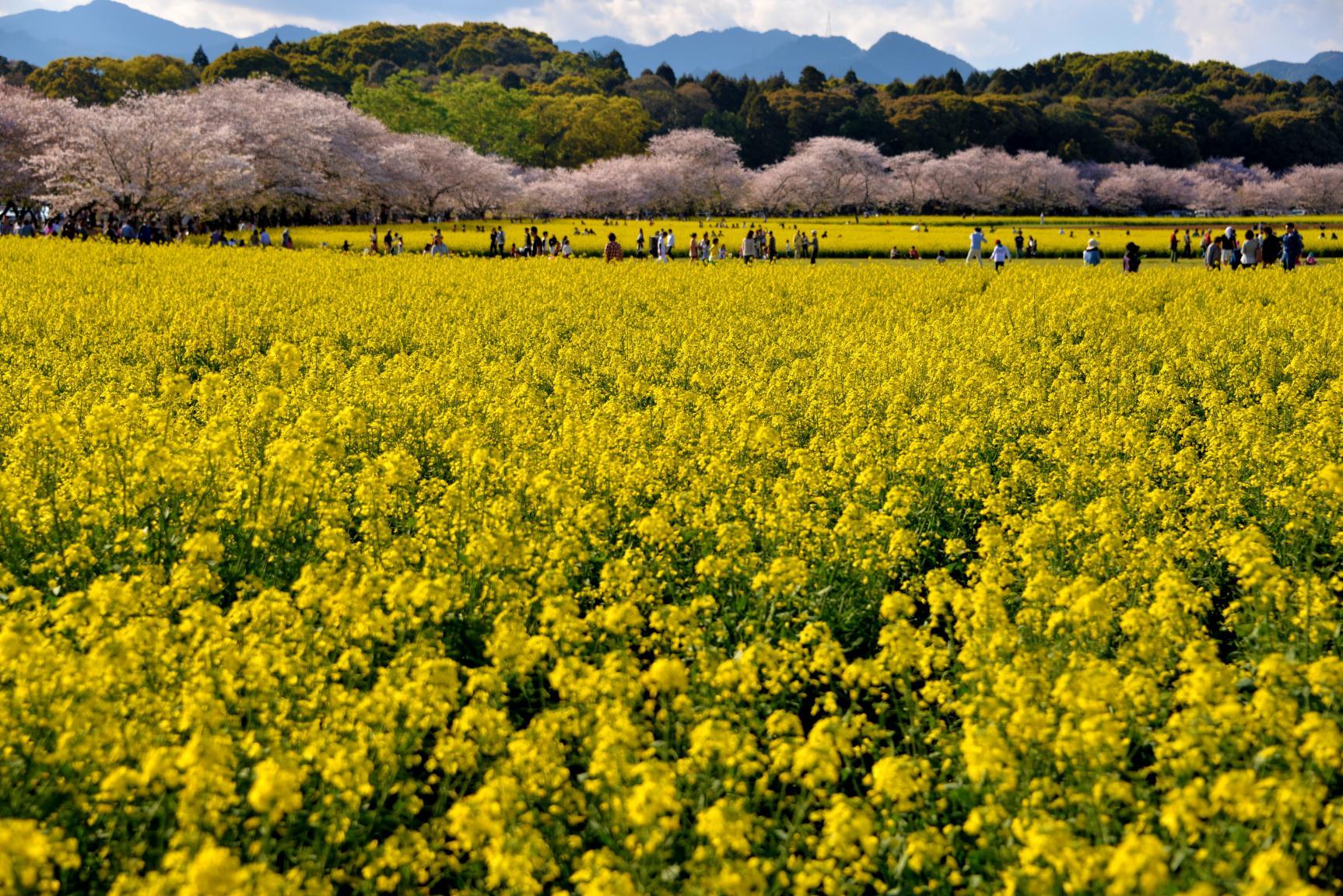 菜の花-2