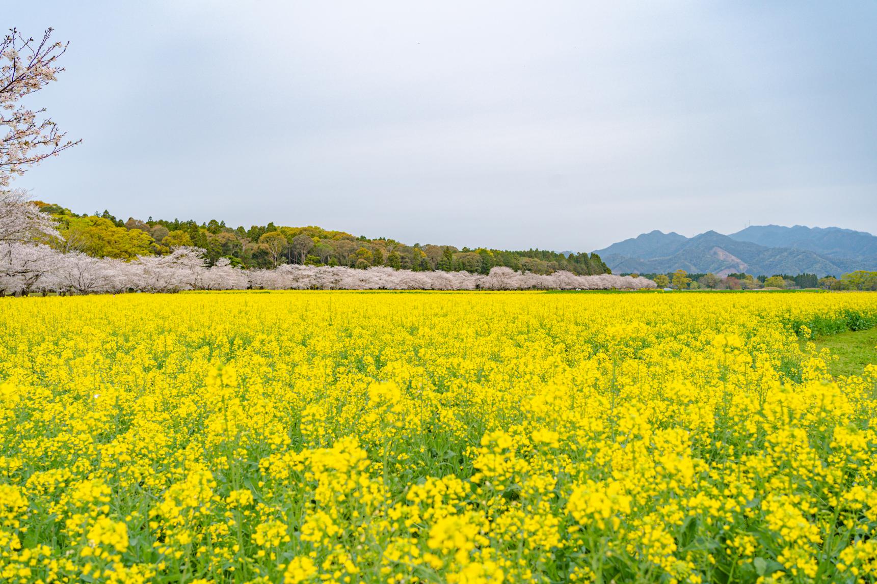 菜の花-3