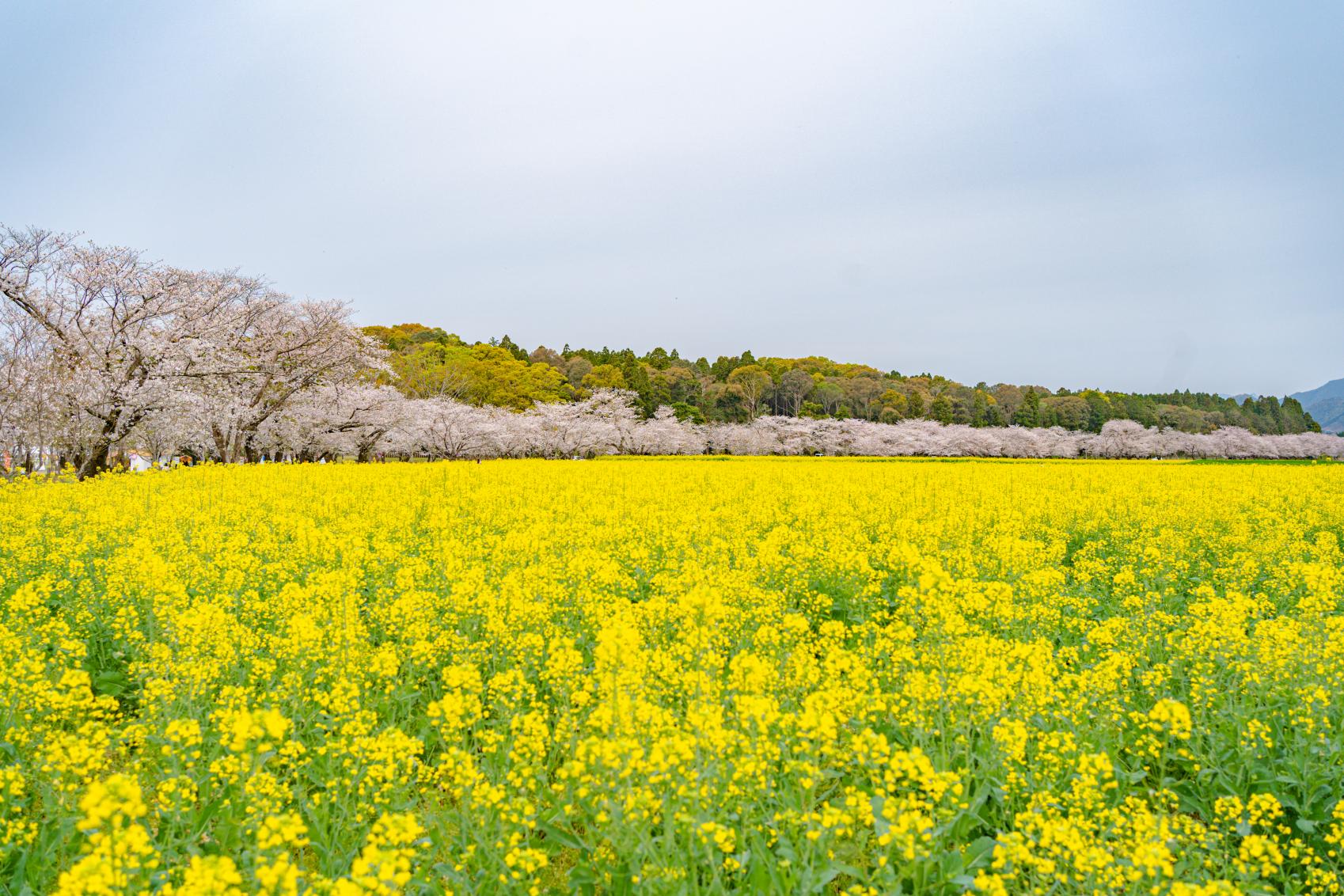 菜の花-4