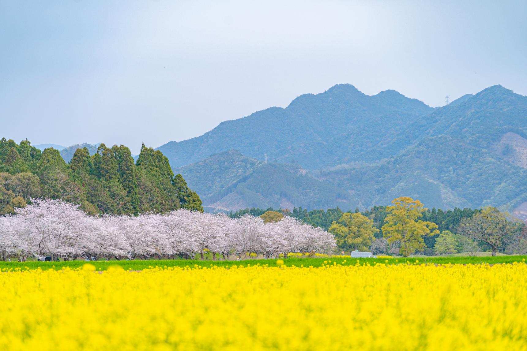 菜の花-5