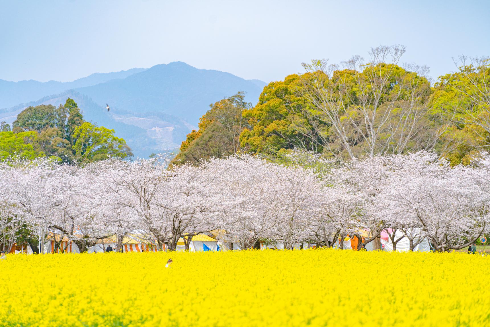 菜の花-7