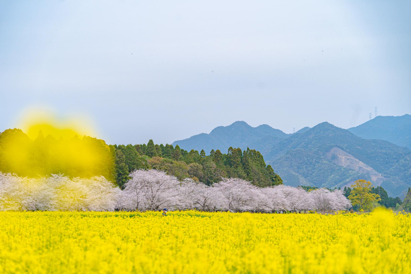 菜の花-8