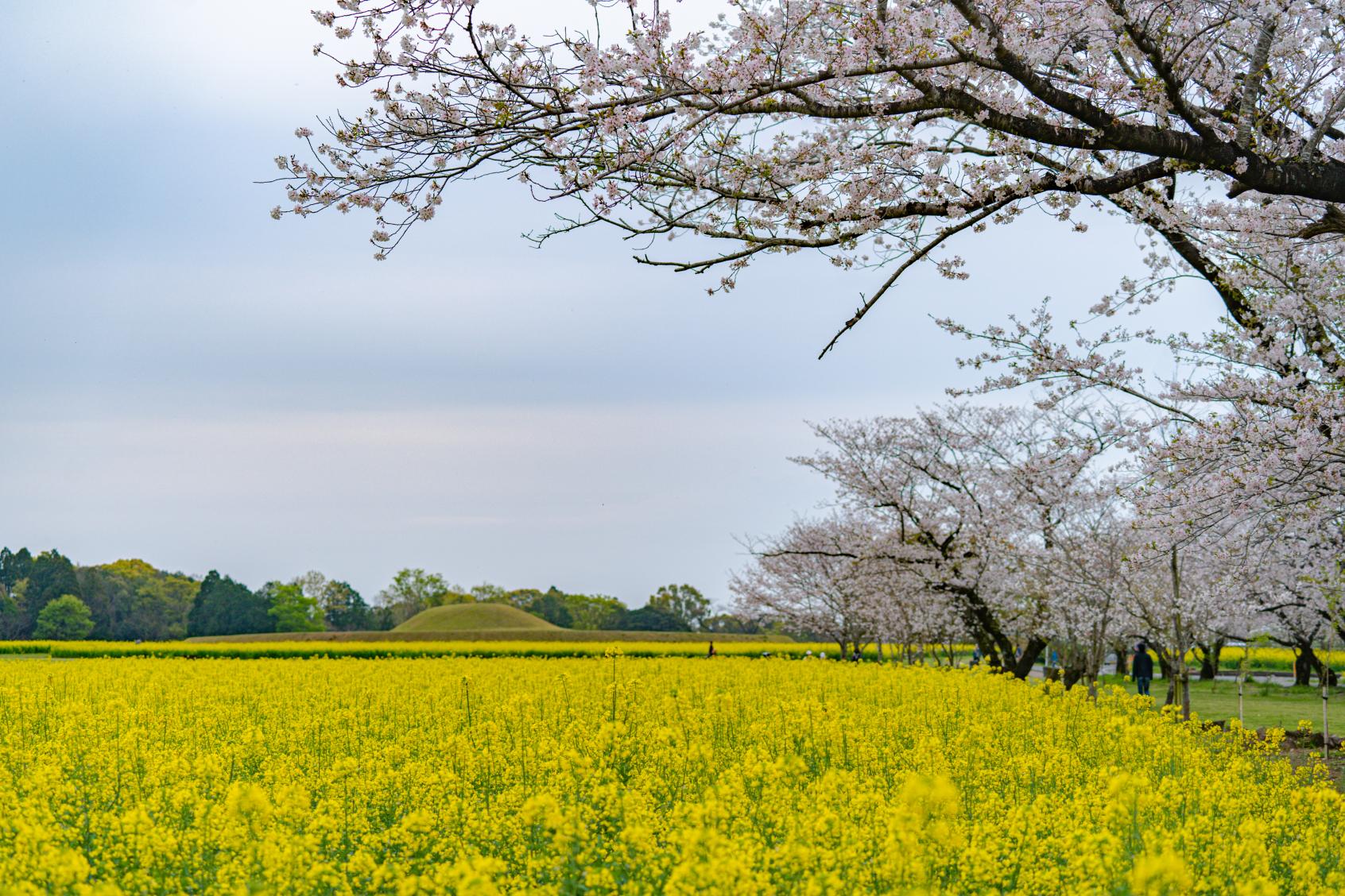 菜の花-6