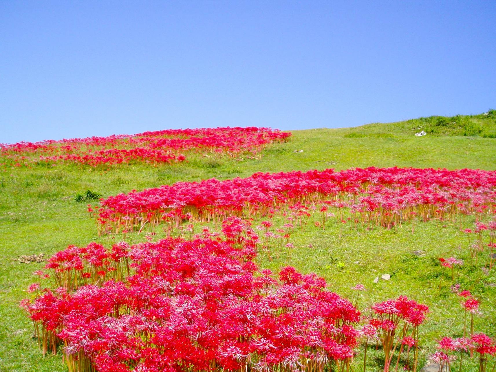 Spider lilies-1