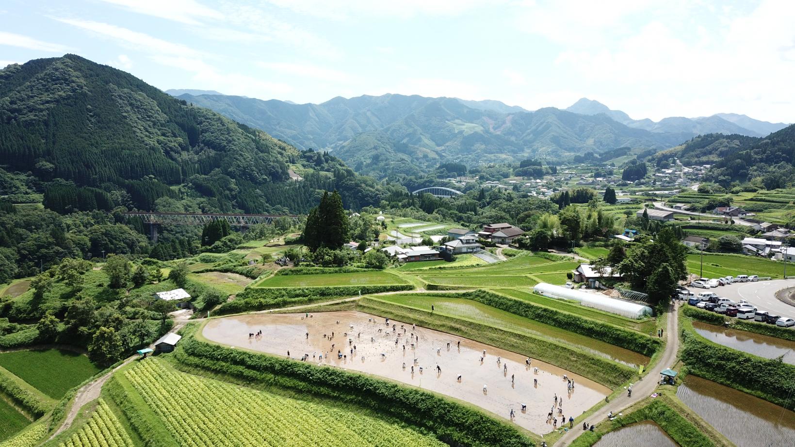Rice terraces-3