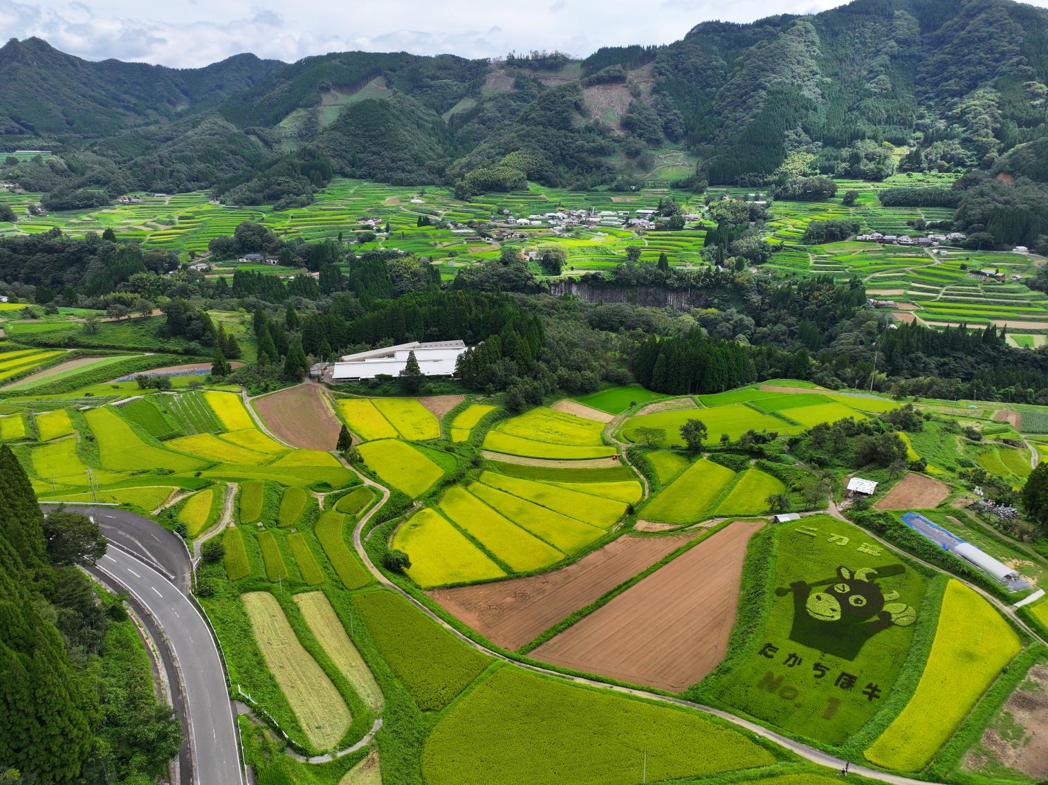 Rice terraces-6
