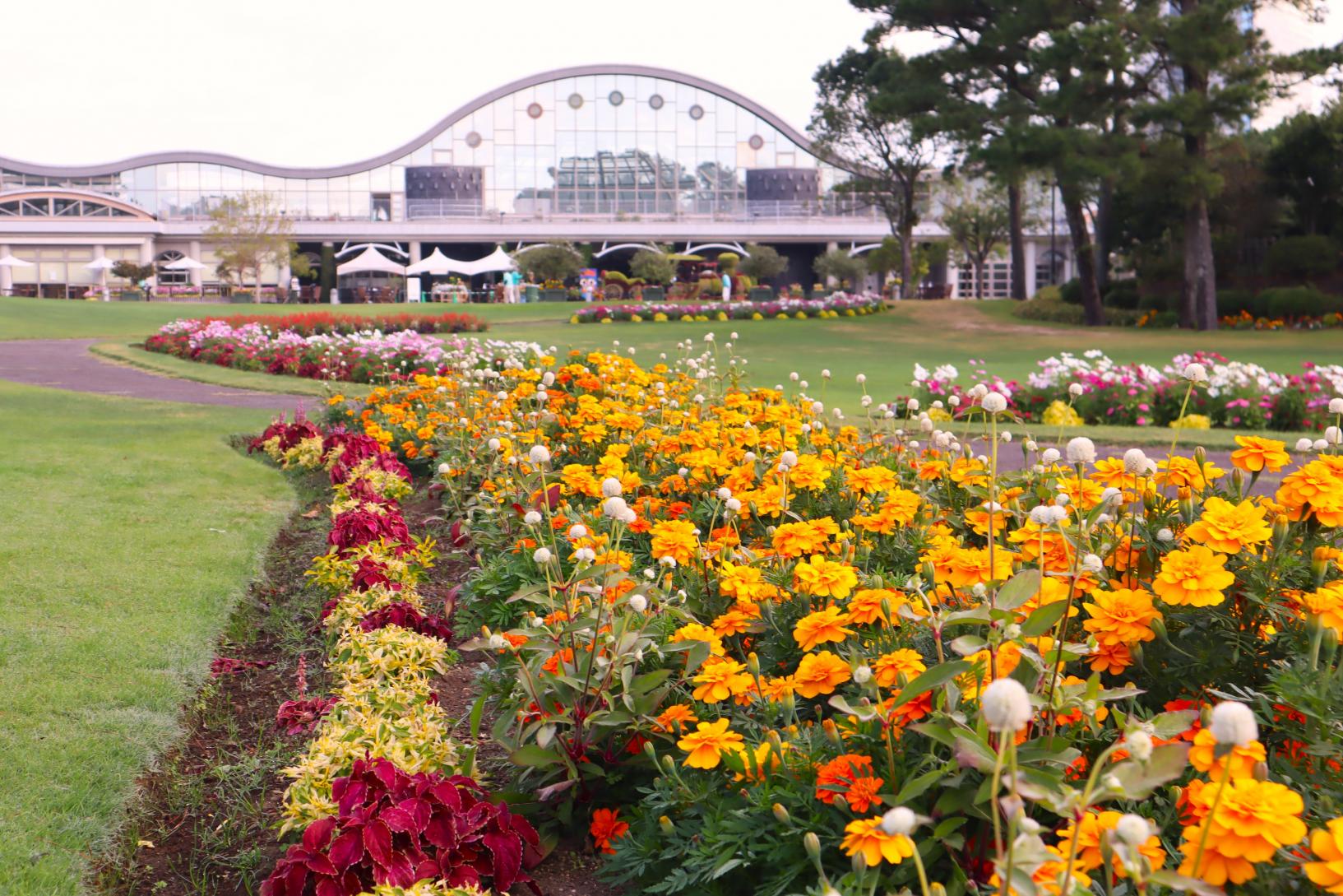 様々な秋の草花が楽しめる-2
