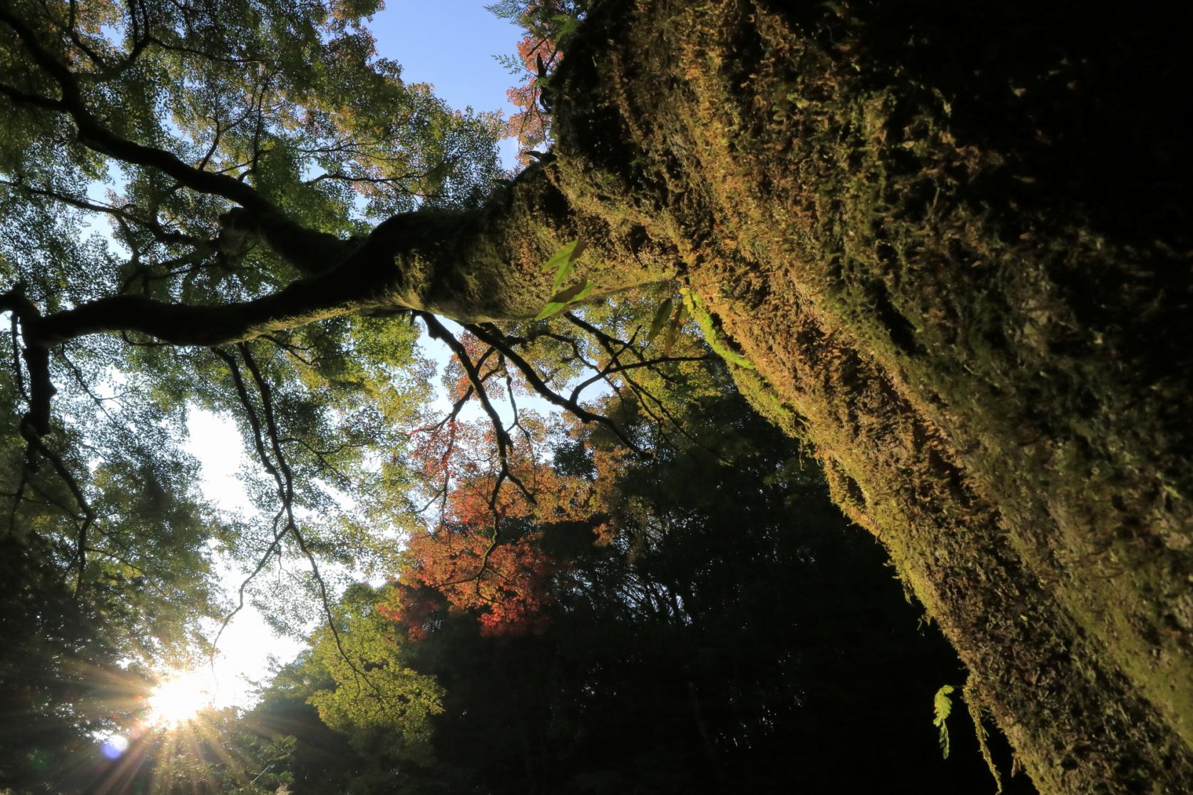 「県南・県央エリア」の紅葉スポット-3