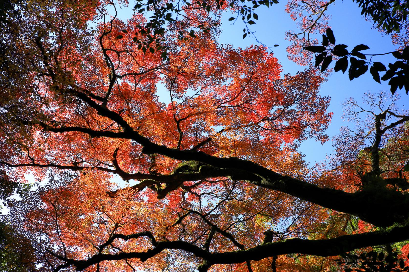 「県南・県央エリア」の紅葉スポット-1