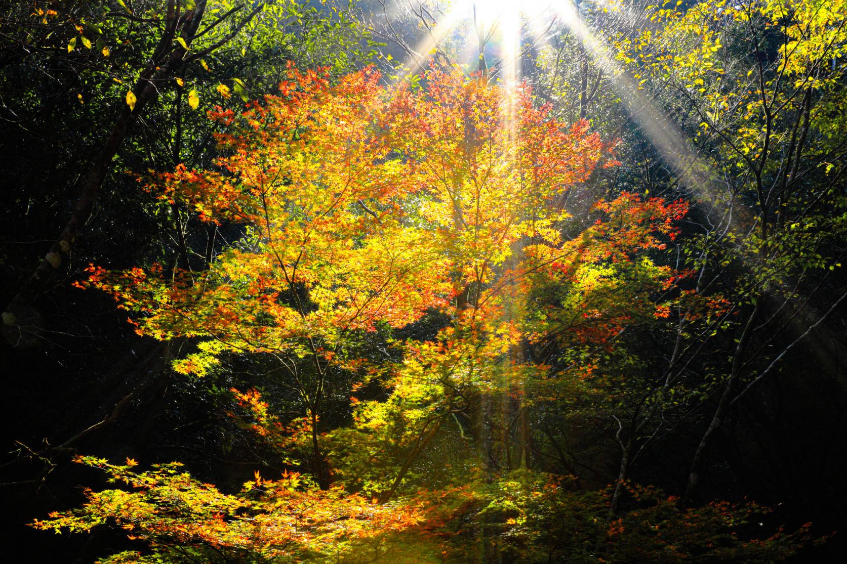 「県南・県央エリア」の紅葉スポット-2