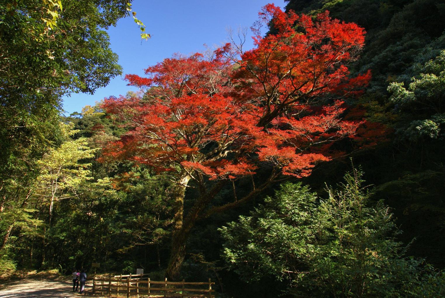 「県南・県央エリア」の紅葉スポット-0