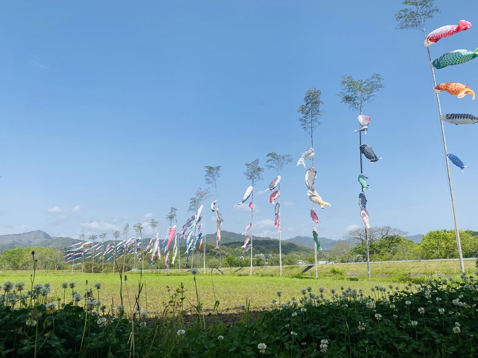 三納川のこいのぼり（西都市）-1