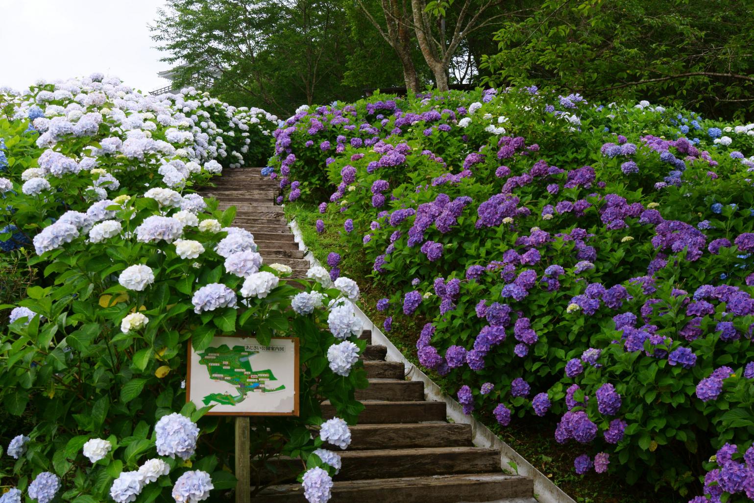あじさい公園（都城市）-2