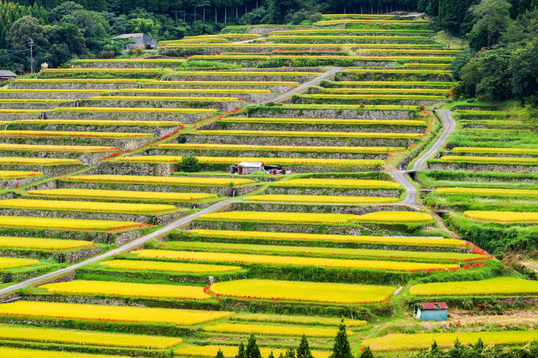 坂元棚田（日南市）-1