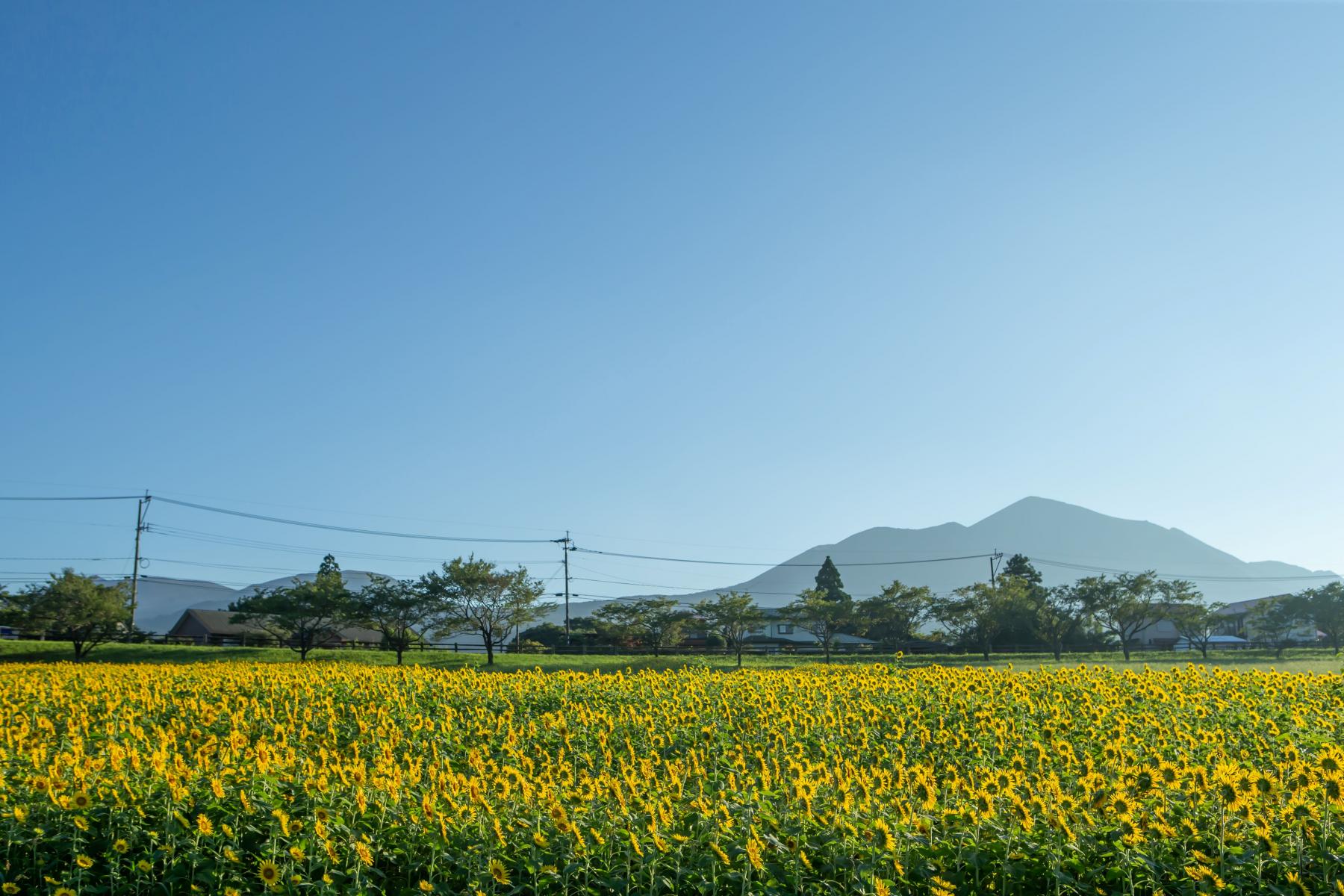 高千穂牧場（都城市）-4