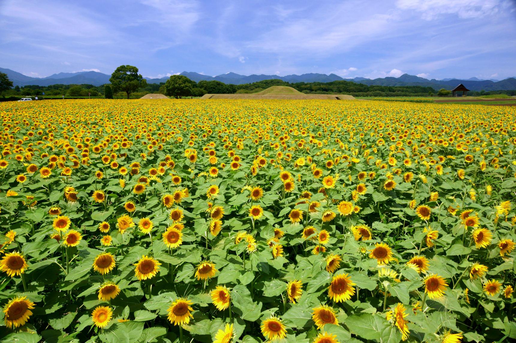 Sunflowers-0
