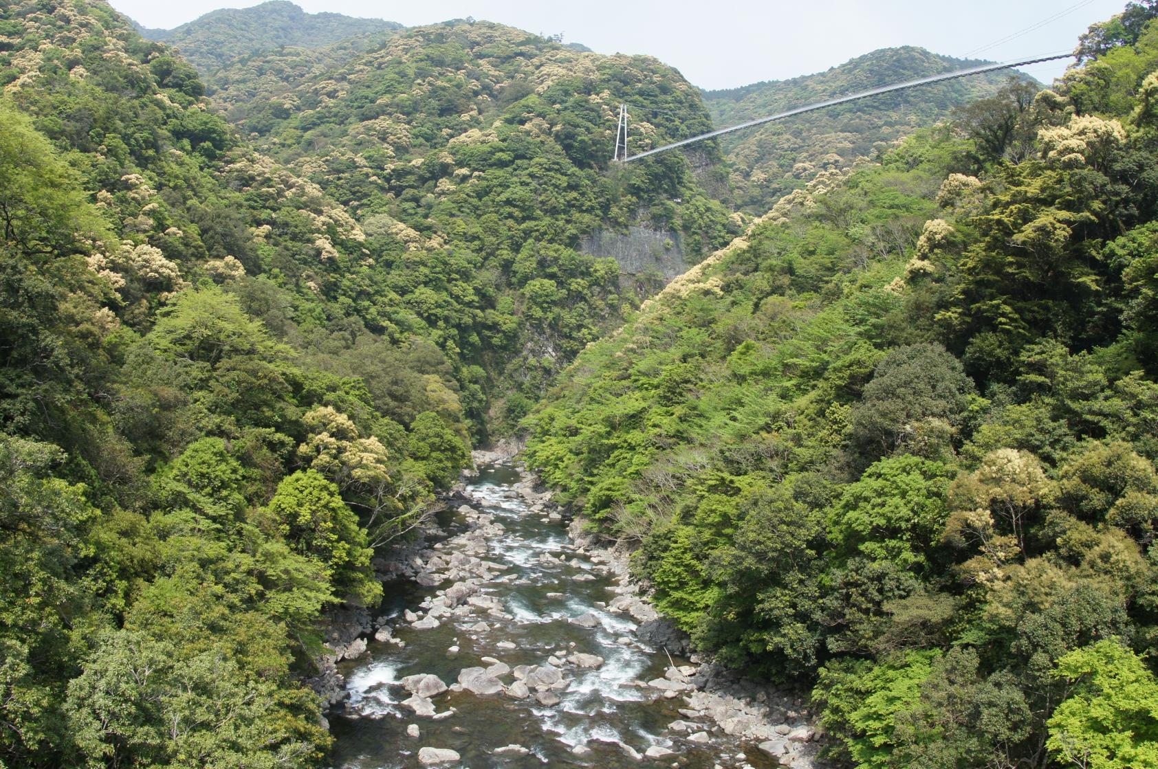 ⑤綾の照葉大吊橋 自然遊歩道-1